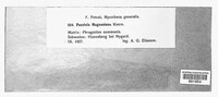 Puccinia magnusiana image
